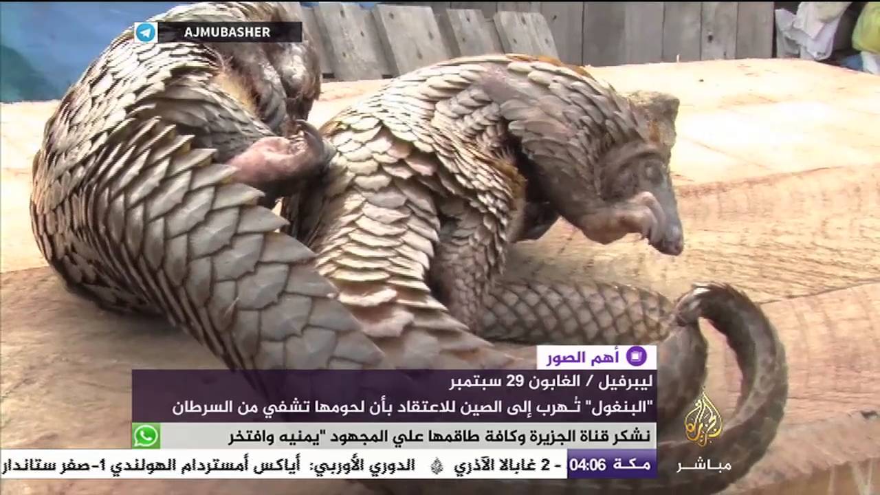 تعرف على "البنغول" وأسباب تهريبه إلى الصين
