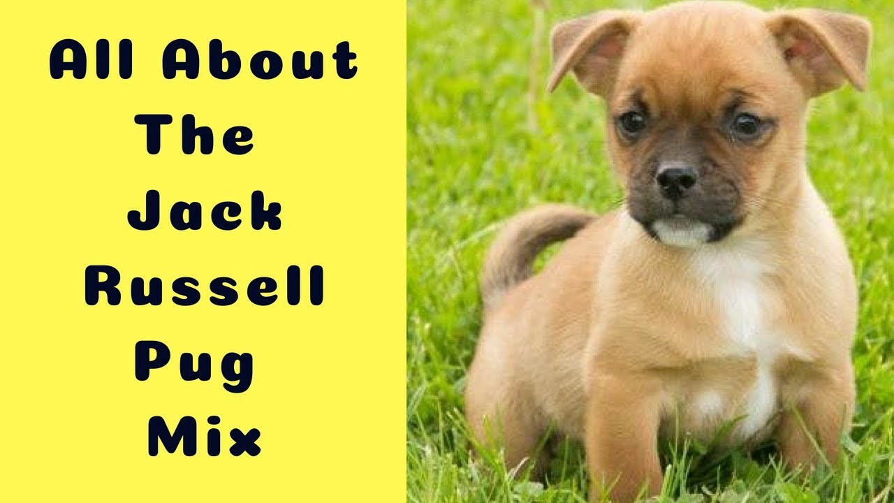 pug jack russell mix puppies