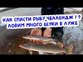 КАК ПОЙМАТЬ И СПАСТИ РЫБУ ЧЕЛЛЕНДЖ ! ? ЛОВИМ МНОГО ЩУКИ В ЛУЖЕ