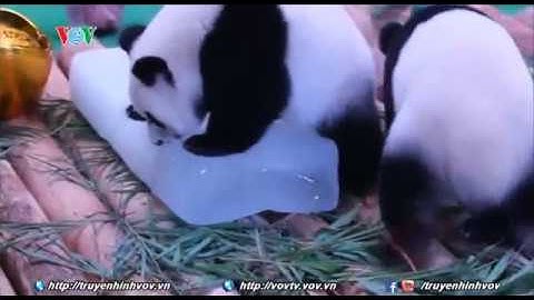 Sinh nhật 1 tuổi của gấu trúc sinh ba tự nhiên | VOVTV