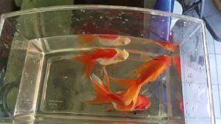 Goldfish Fry from Egg to 1 Year Old