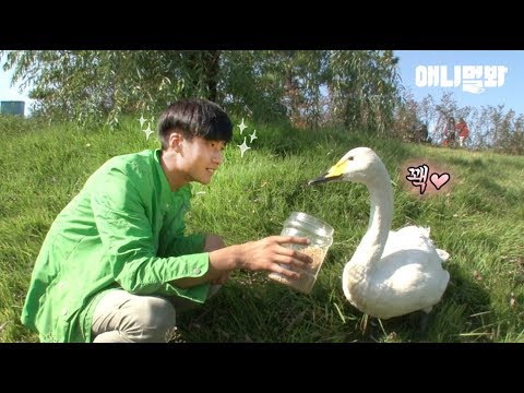 Swan Only Hangs With Hoomans, Not Other Swan Friends