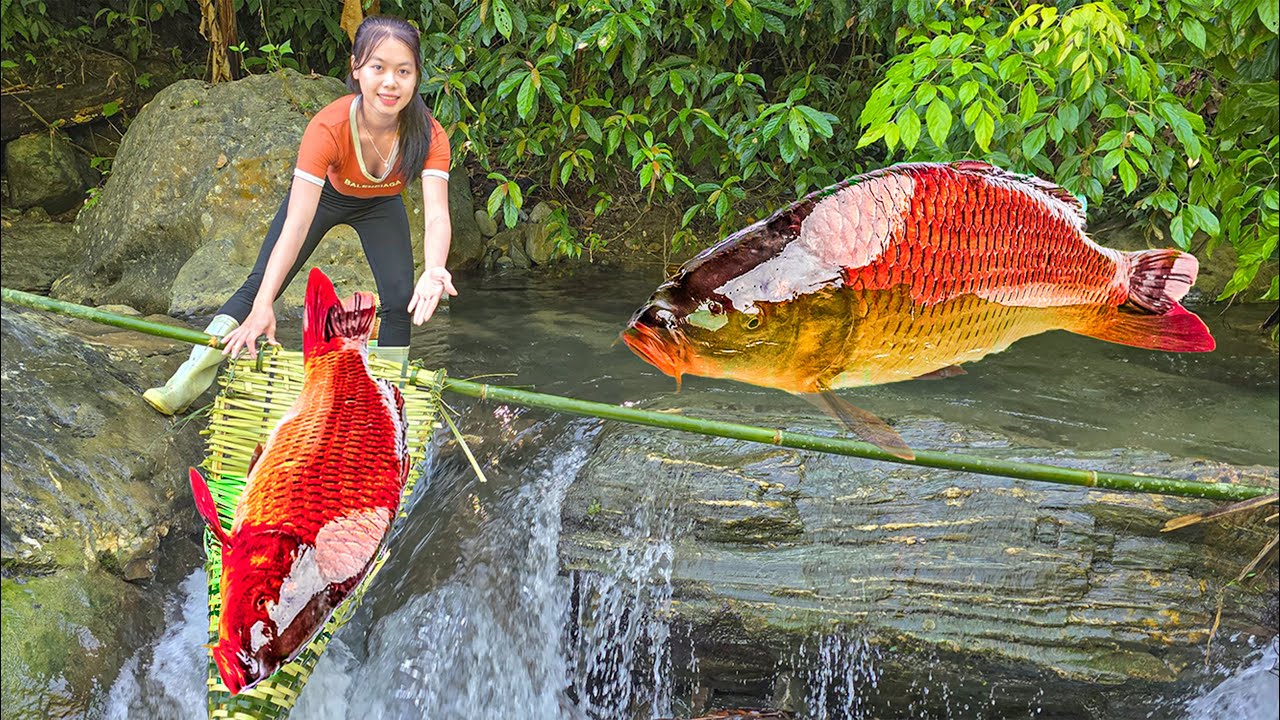 Harvesting 1,000 Fish with Bamboo Traps in the Stream for Market Sale ...