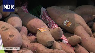 Ackern für die Süßkartoffel | Die Nordreportage | NDR
