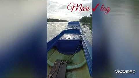 Thuốc cá vuông tôm ở Miền Tây,  Cà Mau #bắtcá