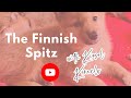 Finnish Spitz | Learn about the Finnish Spitz dog breed