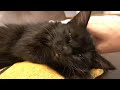 のんびり猫を見て幸せの充電しませんか💕  FIP投薬22日目　90話