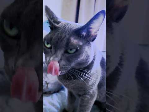 Astonished Cat Face 変顔タミちゃん猫クッションにびっくり舌