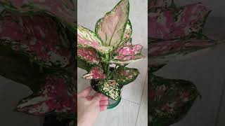 видео: Новые сорта в моей коллекции.🥰 Сансевиерии, хойи и аглаонема💚🌿🪴 картинка: Новые сорта в моей коллекции.🥰 Сансевиерии, хойи и аглаонема💚🌿🪴