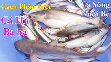 Cách Phân Biệt Cá Hú Ba Sa Sông Nuôi Bè Đơn Giản Miền Tây Sông Nước / Kiềm Rapper