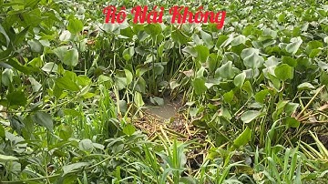 câu cá mùa nước lũ gặp con kênh toàn là rô mề không 