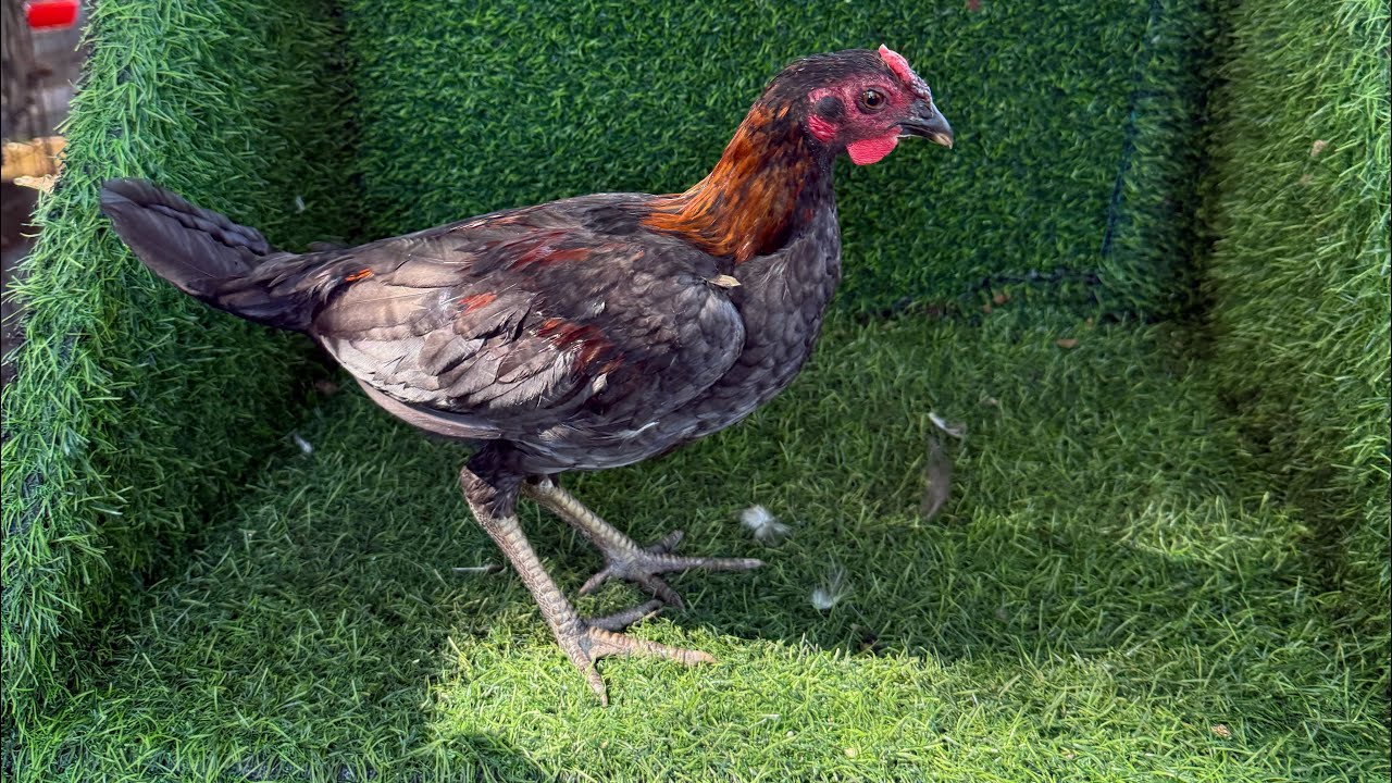 Pollos al marcaje 809-494-1958 Juan Miguel 