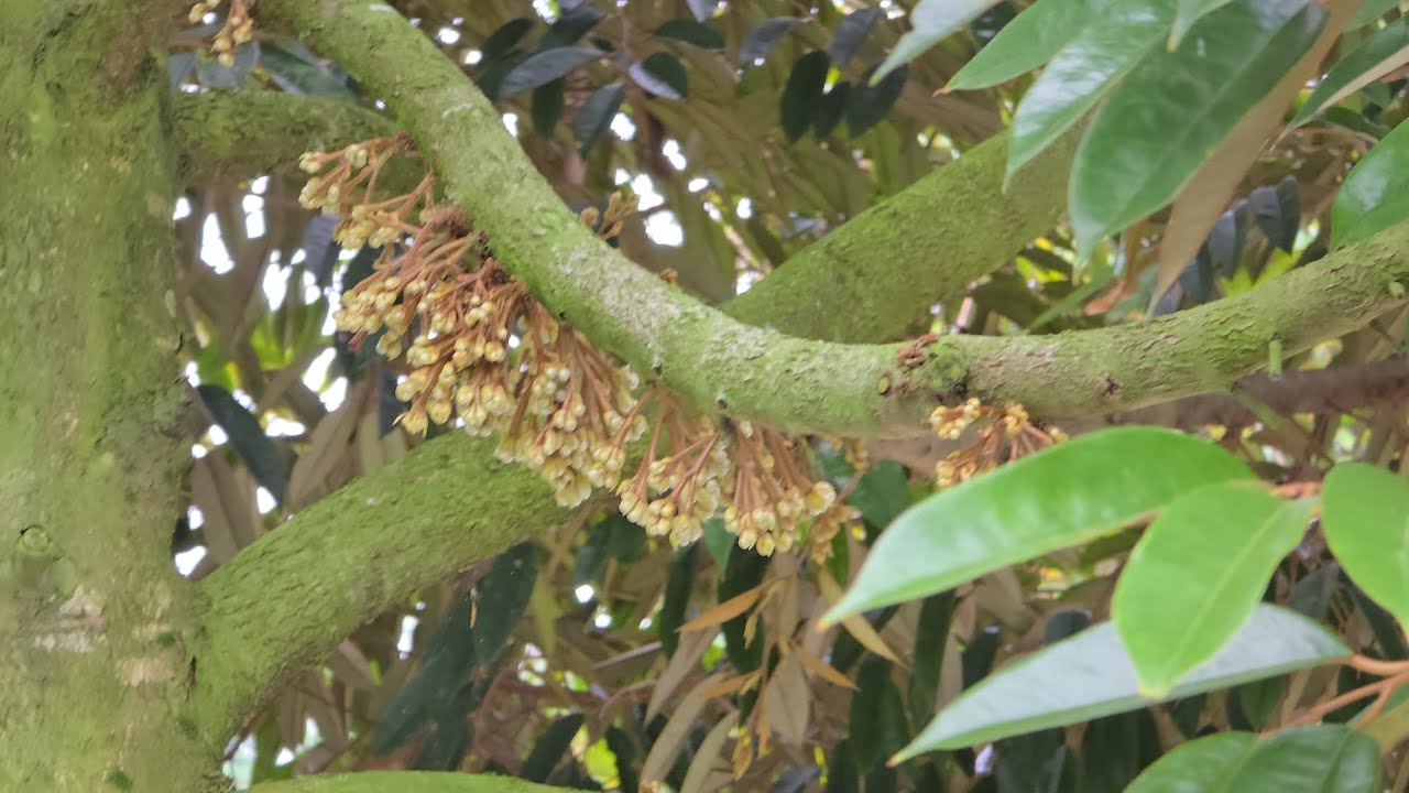 RAHASIA BERHASILNYA PEMBUNGAAN KEBUN RB ,PEMBAHASAN BERSAMA PAK RIDO