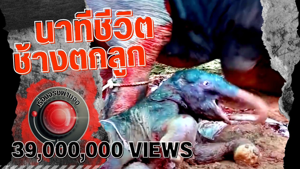 เรื่องจริงผ่านเฟส นาทีชีวิตช้างตกลูก