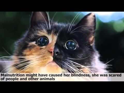 Video: Blindes Ruhiges Auge Bei Katzen