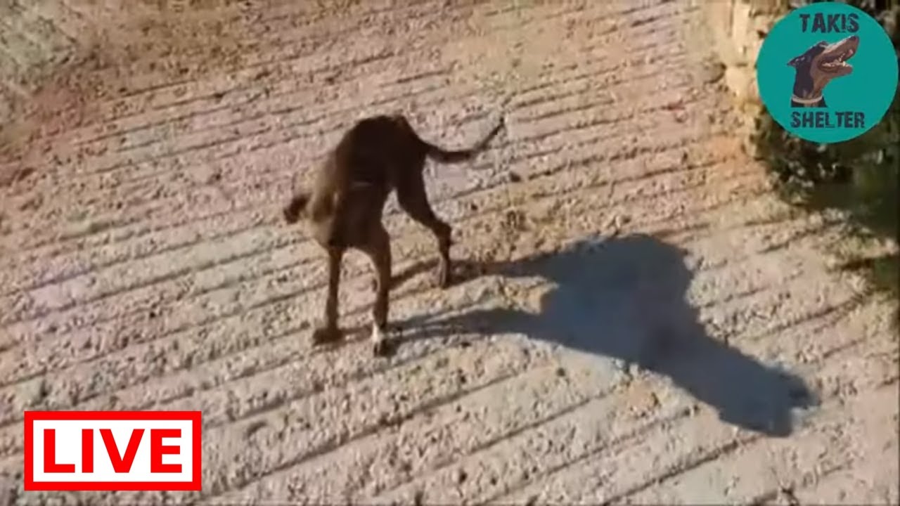 dog saved by dolphin A poor dog was living near a church - Takis Shelter