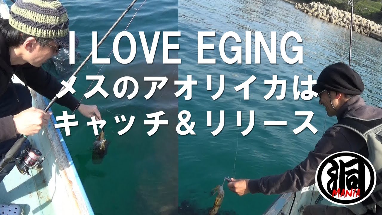 I Love Eging メスのアオリイカはキャッチ リリース Youtube