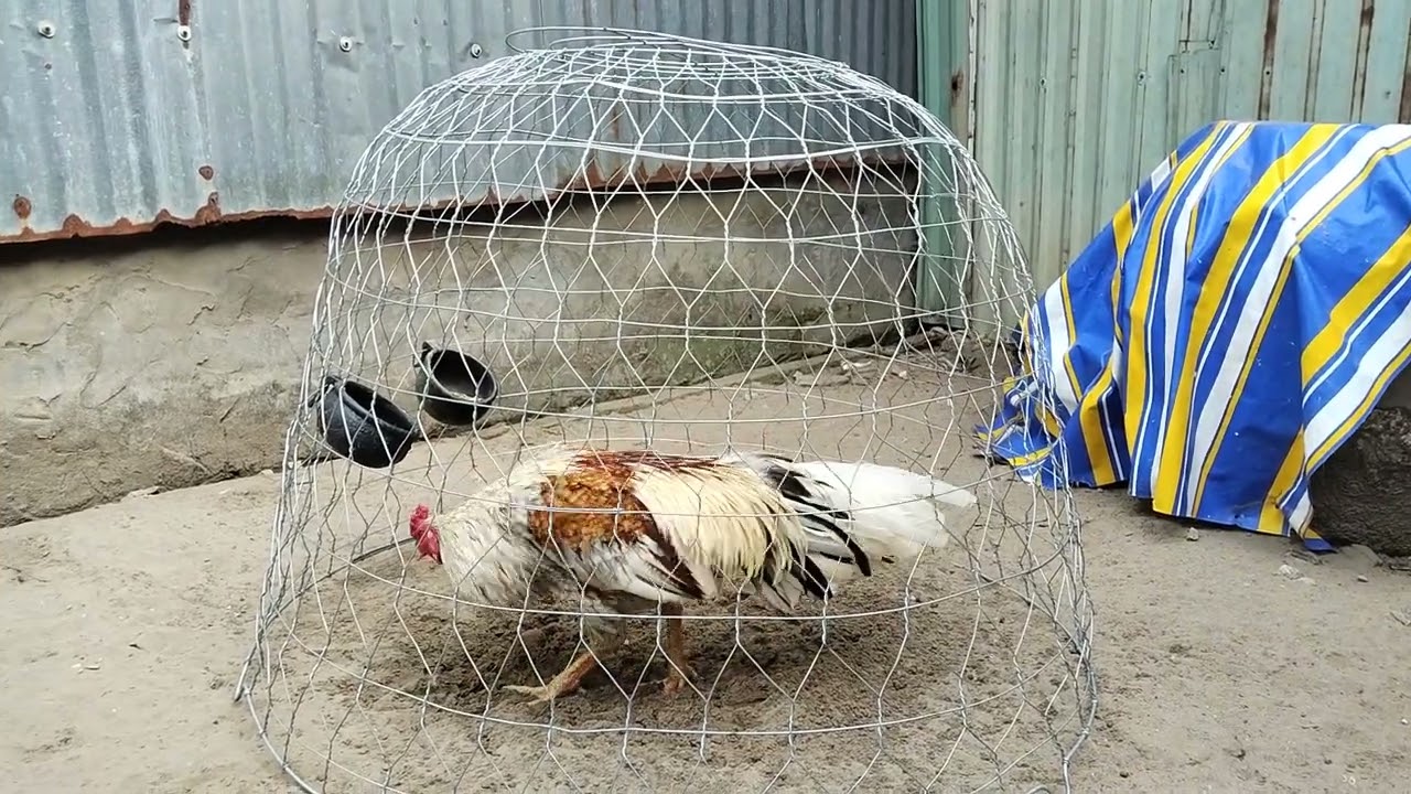 Gà thả vườn 2bevip/03/49/871/555@