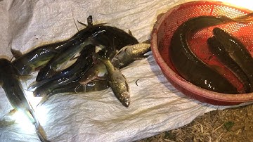 cách cắm câu Cá Lăng mùa đông | fishing for a living 89