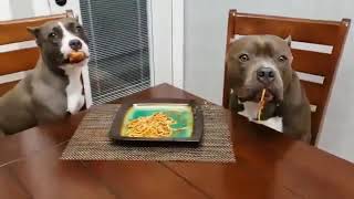 Kediler köpekler hayvanlar - En Komik Kedi Videoları t video5282795836911125412