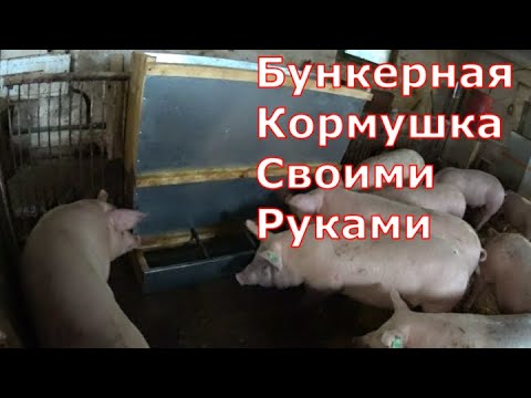 Бункерная кормушка для свиней своими руками