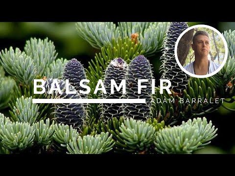 Video: Forest Balsam - Useful Properties, Application, Recipes