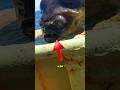 This Alien Fish is 100% Real 👽