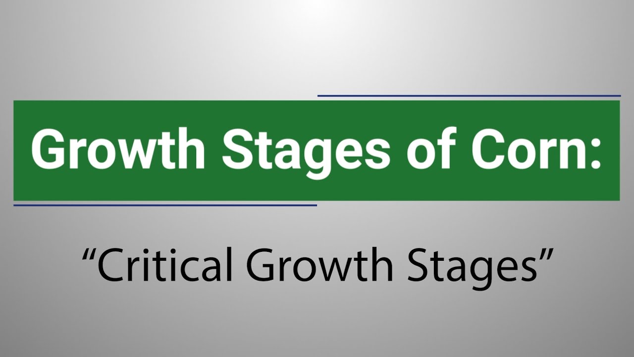 Growth Stages of Corn Critical Growth Stages YouTube