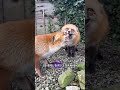 A girl love and care nurture a fox family animals shortsanimalshorts