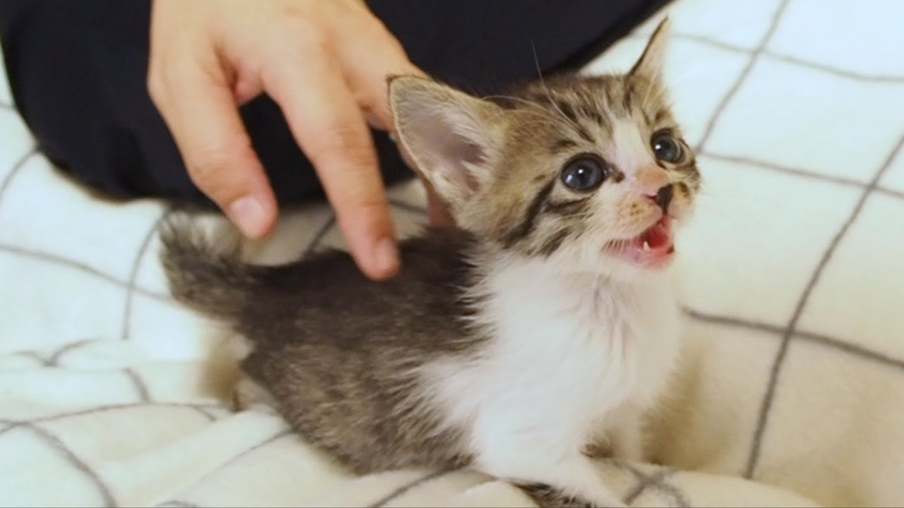 Kitten screaming with a fun and cute voice - YouTube