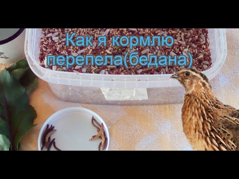 Video: Keshni Qanday Kiritish Kerak