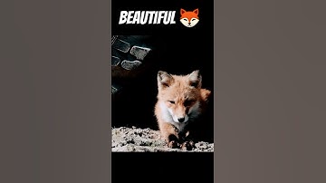 Beautiful 🦊 #shorts #short #love