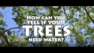 How Can You Tell if Your Trees Need Water?
