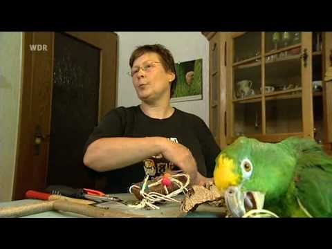 Video: Wie Erstelle Ich Einen Papageienspielplatz