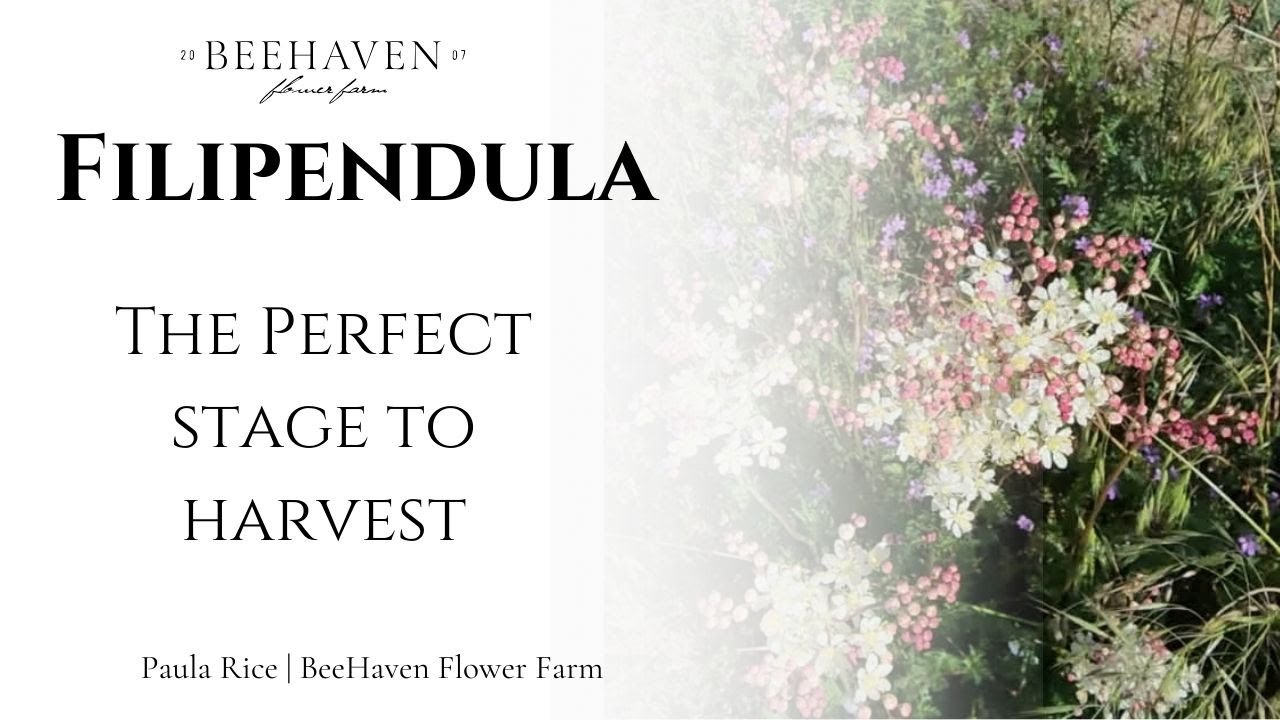 How to Harvest Filipendula- A great cut flower!