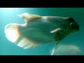 beautiful fish