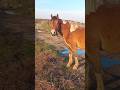 Cool horse 🐎 with an unusually beautiful mane / Классная лошадка 🐴 с необычно красивой гривой +