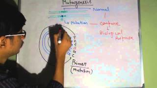 Site directed mutagenesis