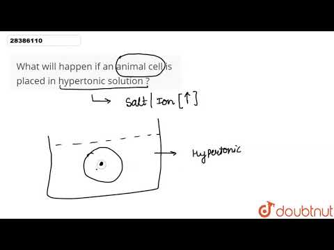 What will happen if an animal cell is placed in hypertonic solution ?