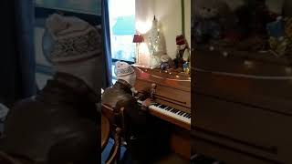 Alfred Van De Zalm - Ik Heb Je Nooit Een Rozentuin Beloofd