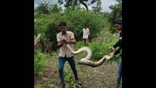 Celebrity Indian Rock Python🐍 Rescue#Shorts Net Worth