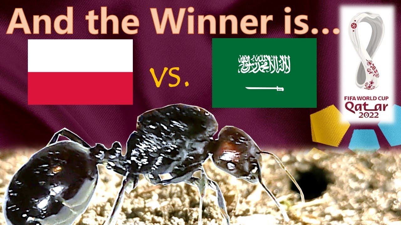 Poland vs Saudi Arabia ⚽ World Cup 2022 Qatar | 🐜 Guessing Queen Ant