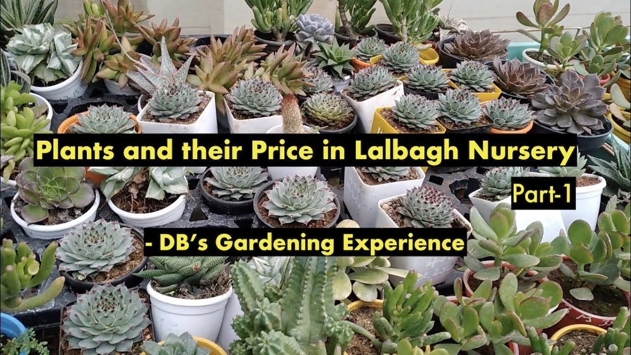 Plants and their price in Lalbagh nursery Part 1 YouTube