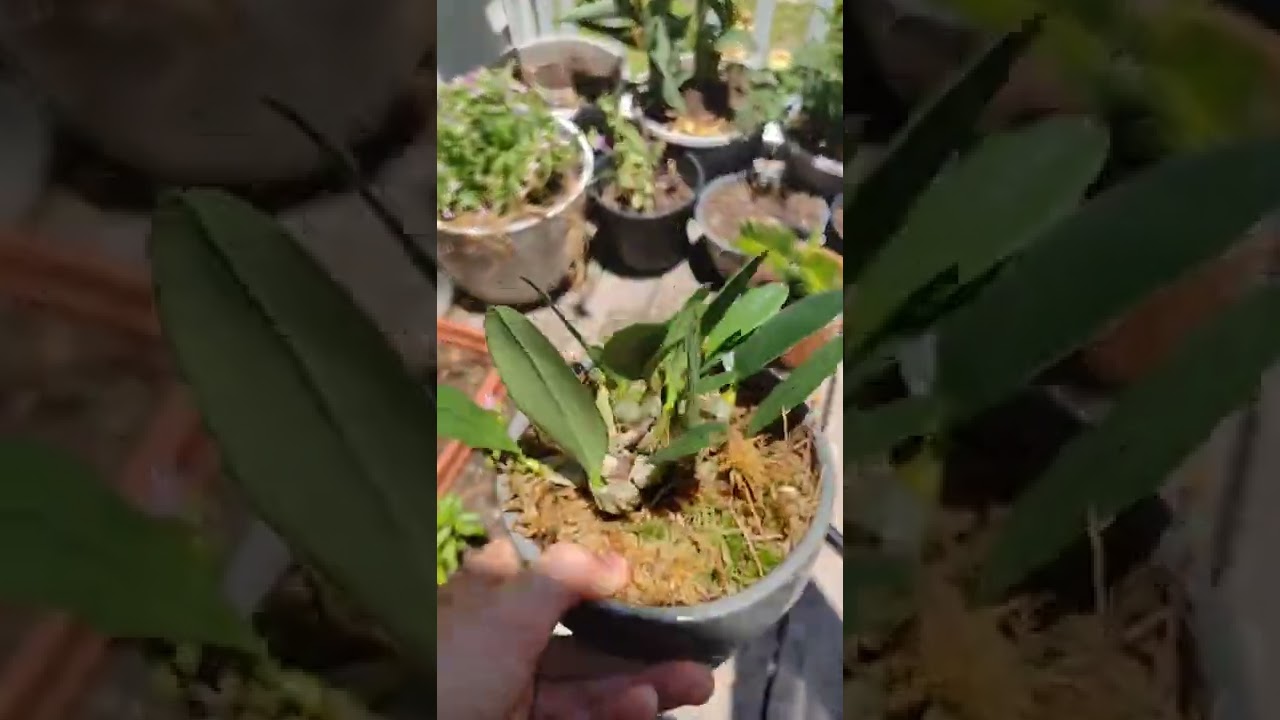 project - orchid cage for mounted orchids like bulbophyllum