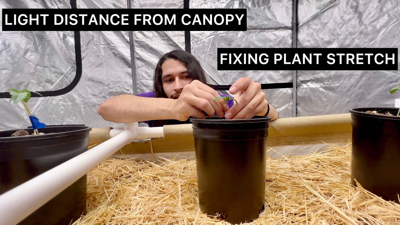 DUSTY’S Garden Episode 3 | Light Distance from canopy | Fixing plant lean | ACInfinity LUXX 860