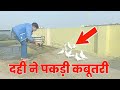 दही ने पकड़ी पंजाबी कबूतरी !! try to catch pigeons | by hind kabutar group