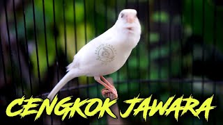 KENARI ISIAN MEWAH!! MASTERAN KENARI ISIAN SIKATAN LONDO GACOR