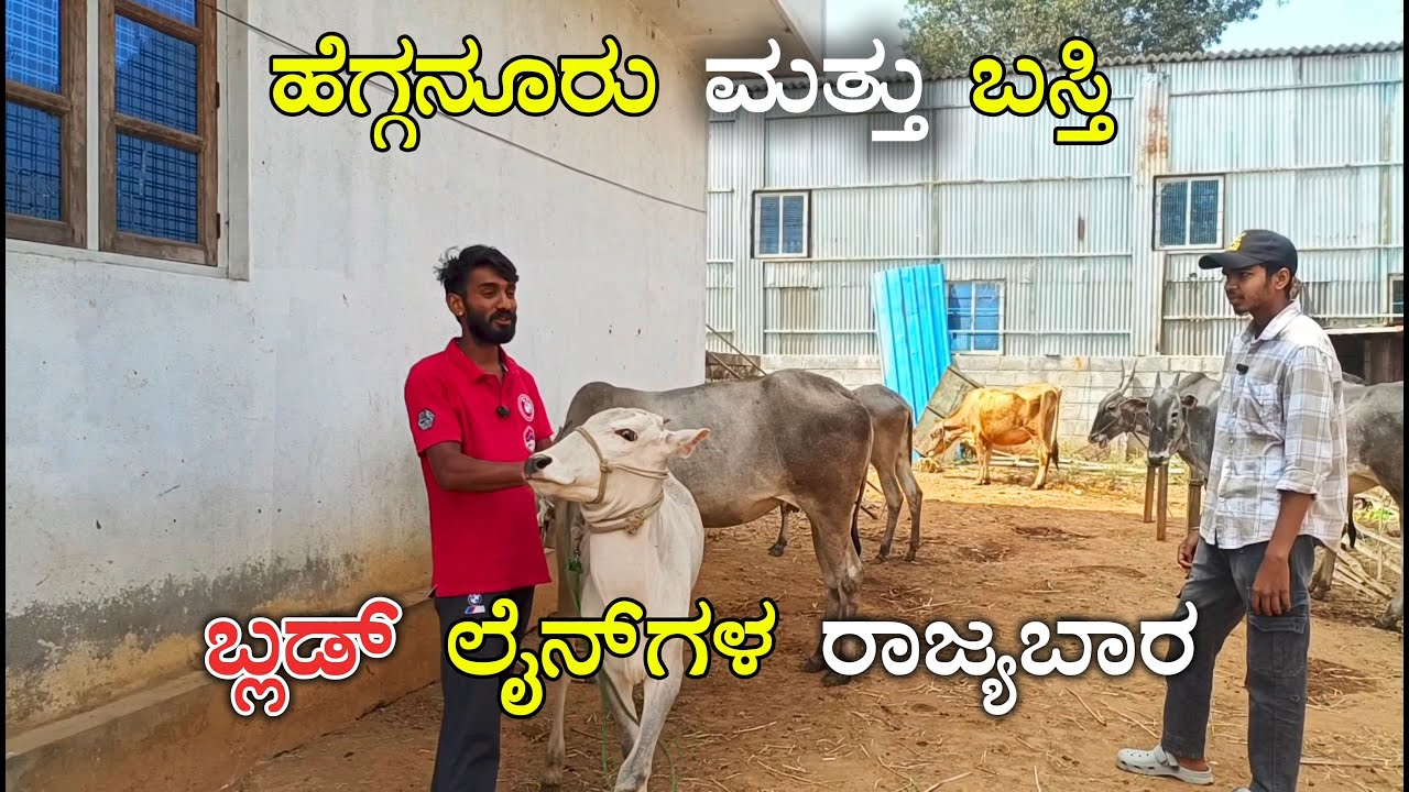 Hegganur and basti brand hallikaar, lamphy skin desease medicean