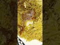 Spoon Bite Mutton | Melt In Mouth Boti | Gali Hui Mutton