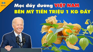 Quả Tầm Bóp Mọc Dại Ở Việt Nam Bất Ngờ Thành Thần Dược Với Giá Cực Cao Trong Siêu Thị Thế Giới